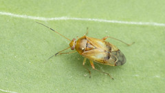 Pinalitus cervinus