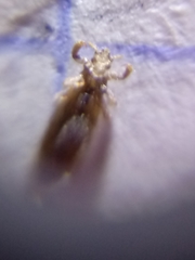 Pediculus humanus