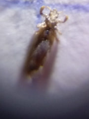 Pediculus humanus