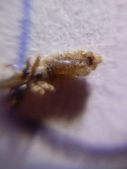 Pediculus humanus