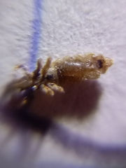 Pediculus humanus