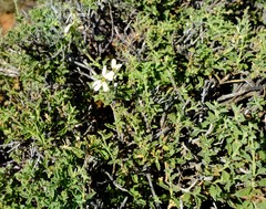 Jamesbrittenia incisa