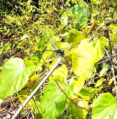 Melligomphus acinaces