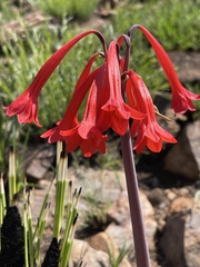 Cyrtanthus contractus