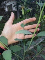 Porophyllum ruderale