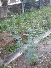 Porophyllum ruderale