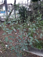Porophyllum ruderale