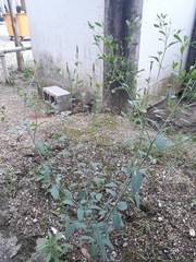 Porophyllum ruderale