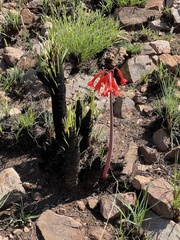 Cyrtanthus contractus