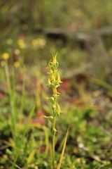 Prasophyllum gracile