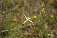 Caladenia polychroma