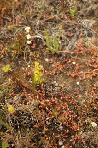 Drosera ramellosa