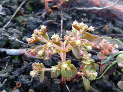 Crassula strigosa