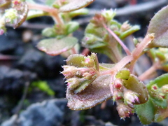 Crassula strigosa