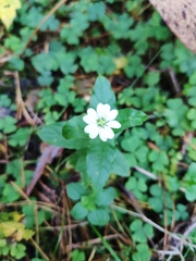 Stellaria aquatica
