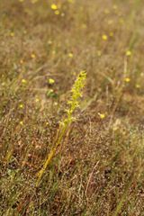 Prasophyllum gracile
