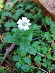 Stellaria aquatica