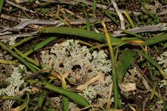 Pulchrocladia ferdinandii