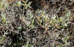 Amphiglossa triflora