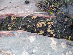 Crassula strigosa