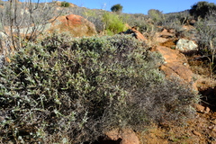 Amphiglossa triflora