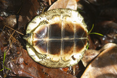 Rhinoclemmys punctularia