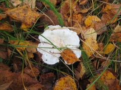 Tricholoma columbetta