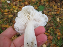 Tricholoma columbetta