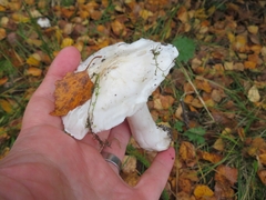 Tricholoma columbetta