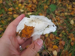 Tricholoma columbetta