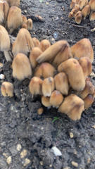 Coprinellus micaceus