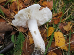 Tricholoma columbetta