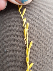 Triglochin palustris
