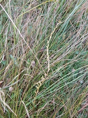Triglochin palustris