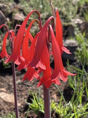 Cyrtanthus contractus