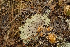 Pulchrocladia ferdinandii