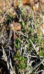 Ursinia pilifera