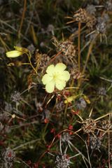 Drosera subhirtella