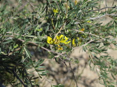 Aspalathus spinosa glauca