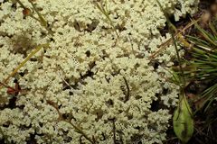 Pulchrocladia ferdinandii