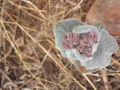 Asclepias otarioides