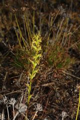 Prasophyllum gracile