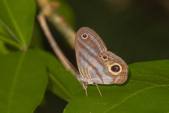 Chloreuptychia hewitsonii