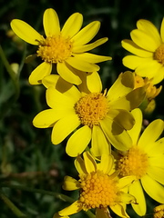 Senecio lautus