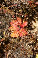 Drosera bulbosa