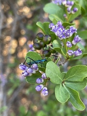 Hypocrites obtusipennis