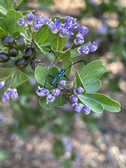 Hypocrites obtusipennis