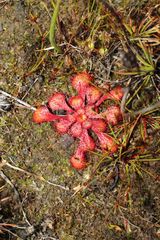 Drosera lowriei
