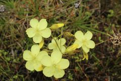 Drosera subhirtella