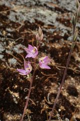 Thelymitra petrophila